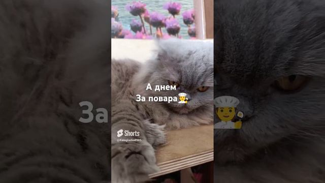 ася#домашниеживотные#мойпитомец#британка#пушистики#котики#юмор#приколы