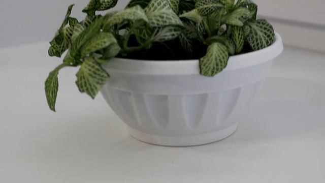 Фиттония. [Надежда и Мир] смотреть онлайн