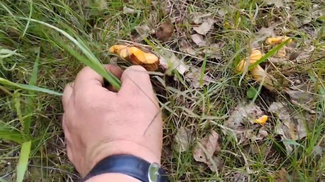 Собираем лисички в конце июня. Ленинградская область смотреть онлайн