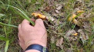 Собираем лисички в конце июня. Ленинградская область