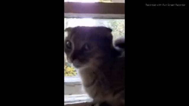 мои любимые животные (ремикс). смотреть онлайн