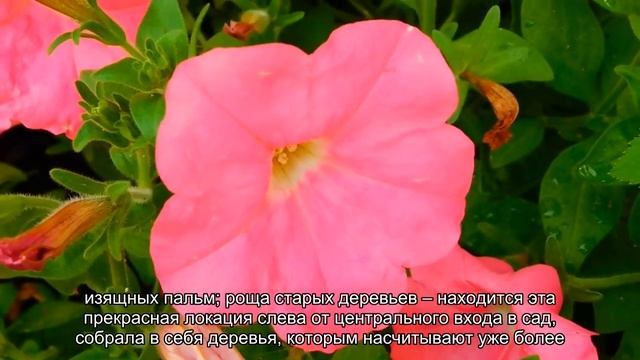 О погоде на Шри Ланке в декабре: где хорошо отдыхать, температура воды смотреть онлайн