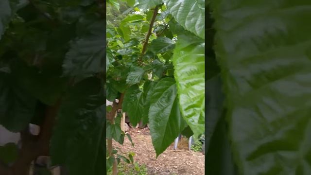 Kokuso mulberry смотреть онлайн