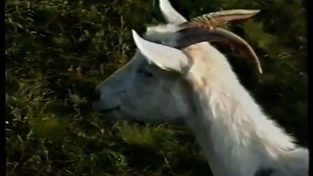 Мы с Мэгги 1996 смотреть онлайн