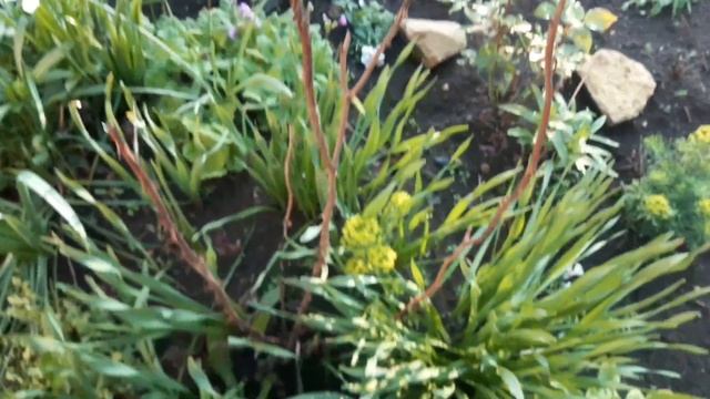 Сад 10 июня 2022 года. Все цветет смотреть онлайн