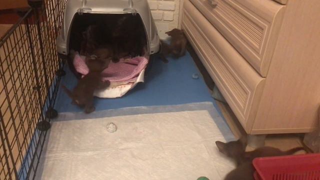 Котята ориентальной породы ❤️ смотреть онлайн