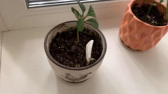 Как избавиться от мошек в цветах. Супер легкий способ. смотреть онлайн