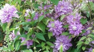 8 клематисов, которые украшают мой сад в мае - июне