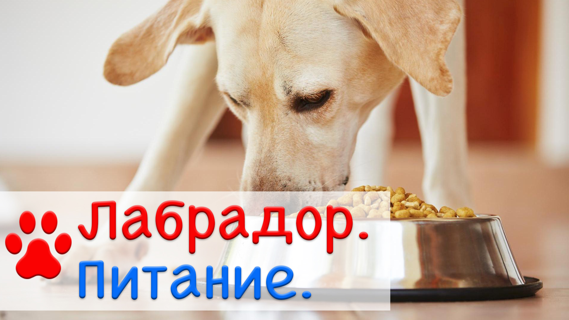 Как правильно кормить лабрадора ? | Натуралка и Сухой корм смотреть онлайн
