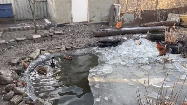 Дикие утки, каюги, купаются в проруби смотреть онлайн