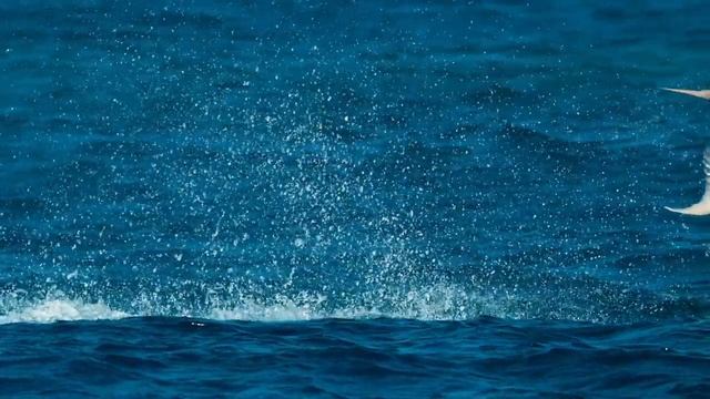 Как охотятся гигантские каранксы (Caranx ignobilis) на молодых крачек в мелководной лагуне ? смотреть онлайн