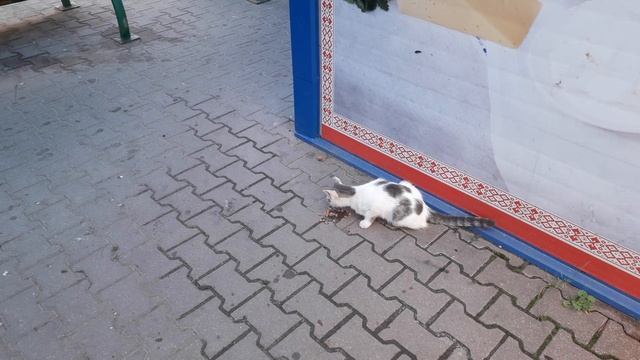 Котячий ланч! смотреть онлайн