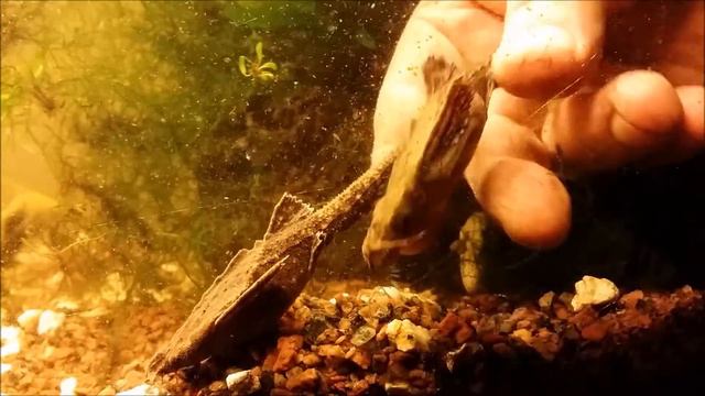 Banjo Catfish Bunocephalus coracoideus смотреть онлайн