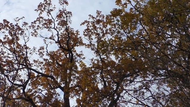 Белые Грибы Золотой Осени ..Октябрь ? смотреть онлайн