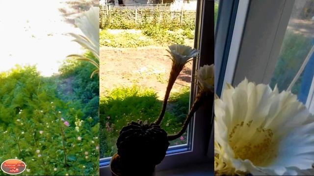 Кактус цветет смотреть онлайн