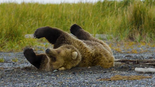 8K WILD ANIMALS: 8K Ultra HD Wildlife Documentary