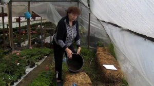 Огурцы в соломе.