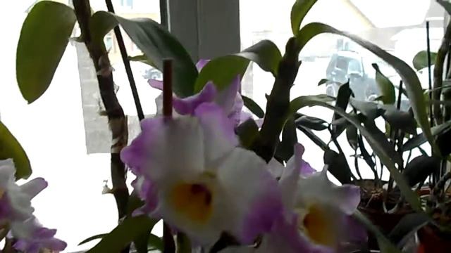 DSCN6538 Дендробиум Нобиле розовый 2 (домашнее цветение ) смотреть онлайн