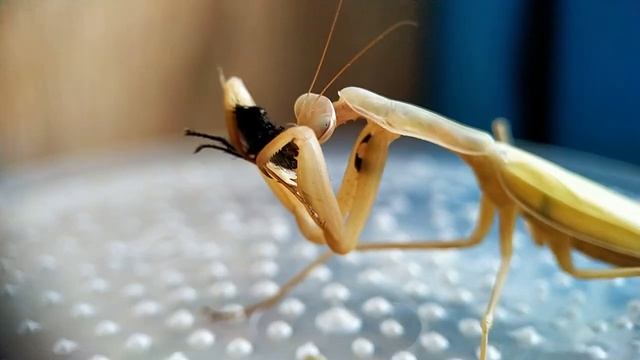 Кормление богомола мухой (mantis feeding) смотреть онлайн