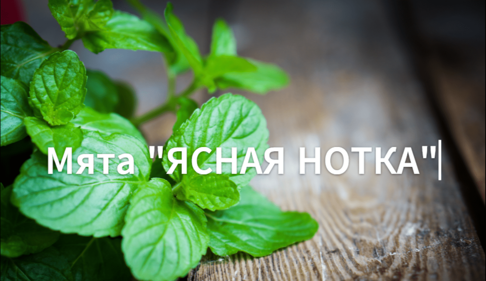 Как сажать мяту. Как вырастить мяту на рассаду.Сорт: " Ясная нотка". смотреть онлайн