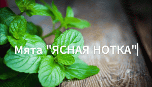 Как сажать мяту. Как вырастить мяту на рассаду.Сорт: " Ясная нотка".