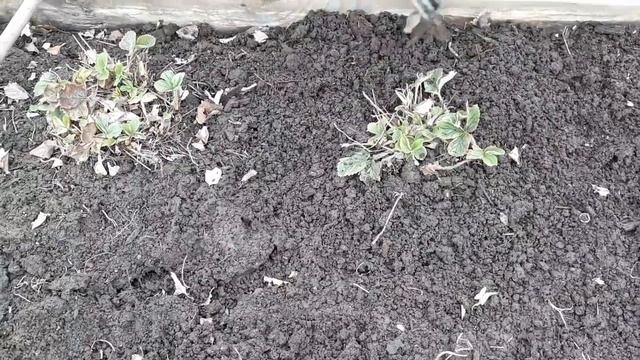 Клубника.Первая обработка после зимы. смотреть онлайн