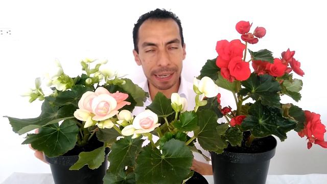 Como cuidar la begonia Elatior смотреть онлайн