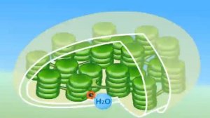 Фотосинтез