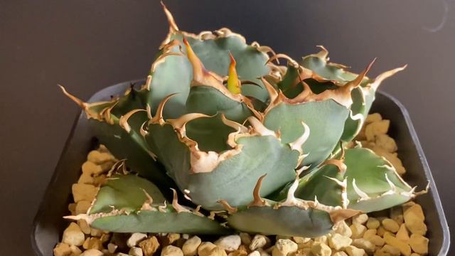 2022/12/18 アガベ・チタノタ白鯨-010｜agave titanota white whale смотреть онлайн