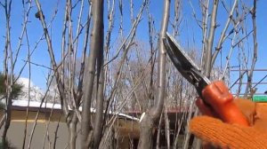 Обрезка колоновидной сливы ч.1