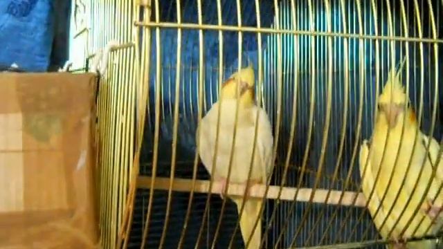 Корелла Фиби заболела (Кузя и Фиби) 2 The disease Corella смотреть онлайн