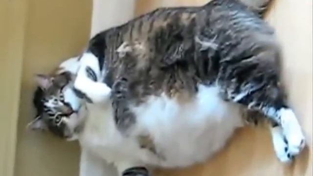 Очень толстый кот пытается помыться смотреть онлайн