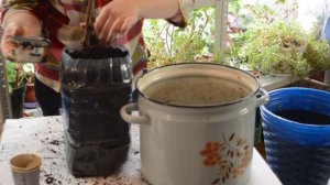 Пион древовидный: как сохранить до посадки