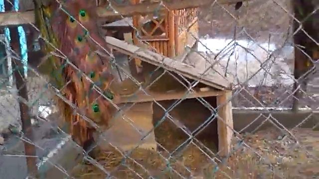 Хвосты павлинов смотреть онлайн