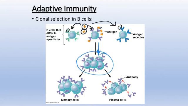The Animal Immune System смотреть онлайн