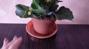 Каланхоэ. Уход после покупки