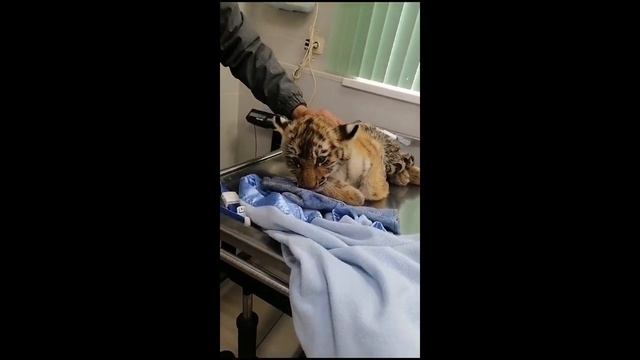 Тигренка со сломанной лапкой обнаружили на дороге в Хабаровском крае смотреть онлайн