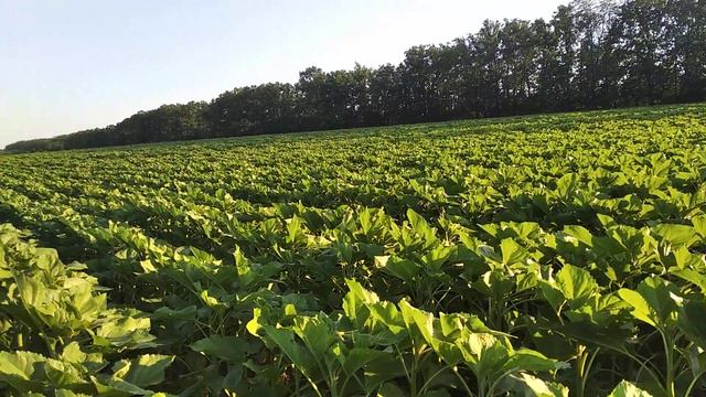 Соняшник Піонер 99