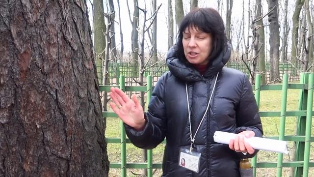 Летний сад. Живые свидетели истории. Экскурсия с Екатериной Жуковой смотреть онлайн
