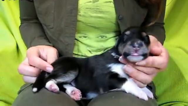 COLLIE Rough Puppy (female Tricolour 01) 1 Weekd Old