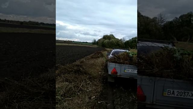 анекдоты про свинью, помогаю куме убрать огород, обрезал козам копыта смотреть онлайн