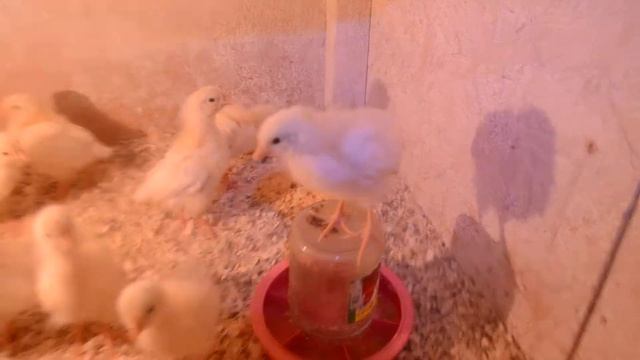 Сетка или опилки для цыплят с первого дня? смотреть онлайн