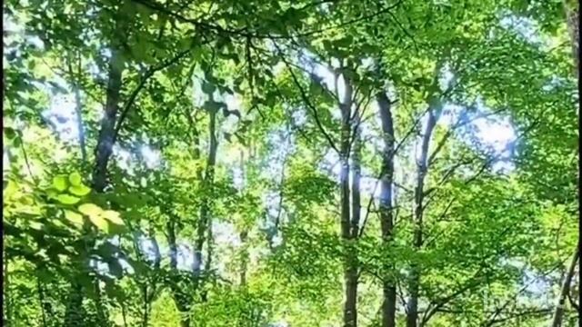 релаксация для детей "ПРИРОДА" смотреть онлайн