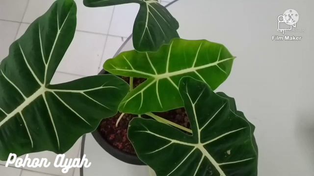Alocasia Green Velvet / Alocasia Frydek / Keladi Neon.