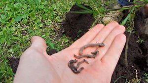 ✅Как добывать червей Электричеством 220 вольт