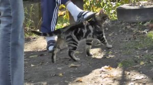 Кот леопардового окраса