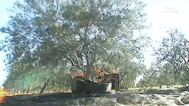 These Machines Shake Olives Off Trees And Collect Them In Giant Sheets смотреть онлайн