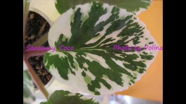 МОИ ЦВЕТУЩИЕ ФИАЛКИ - фото с названиями. 4-я серия. смотреть онлайн