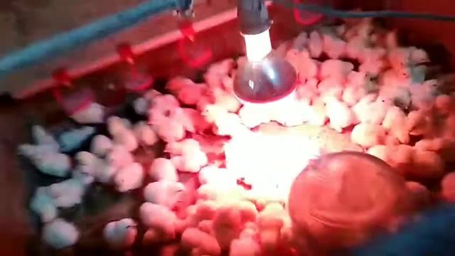 Суточный бройлер Кобб-500 | итоги вылупления яйца солодки смотреть онлайн