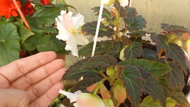 БЕГОНИЯ КЛУБНЕВАЯ ИЗ СЕМЯН . ОБЗОР СОРТОВ . смотреть онлайн